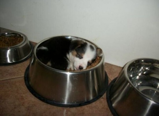 餌入れに入って眠る子犬